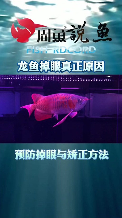 紅龍魚掉眼圖片欣賞大全