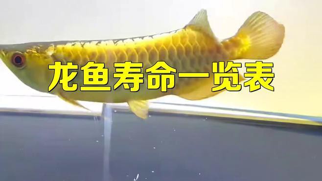 B過金龍魚和藍底過背魚的壽命有多長？ B過金龍魚和藍底過背魚的壽命有多長？ 龍魚百科 第2張