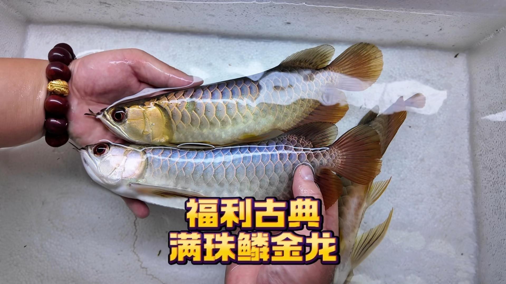 過背金龍魚珠鱗滿缸游