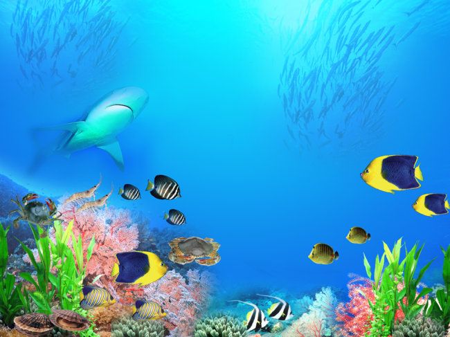 龍魚缸背景圖高清：如何自制龍魚缸背景圖材質對比龍魚缸背景圖更換技巧