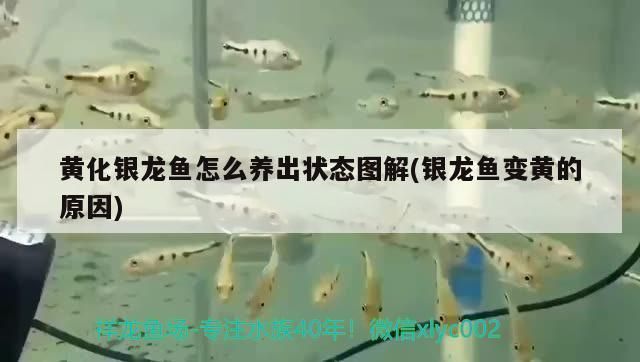 黃化銀龍魚長大會變白嗎（黃化銀龍魚長大會變白嗎？）