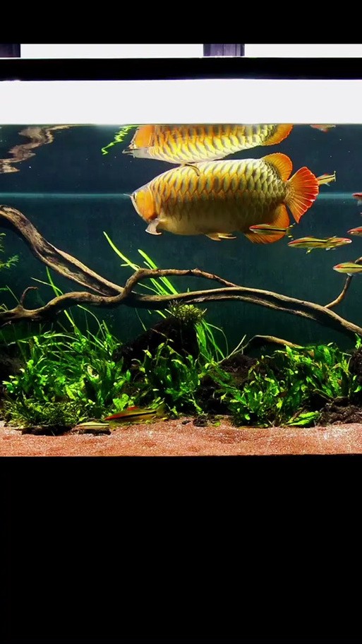 養(yǎng)龍魚可以造景嗎圖片