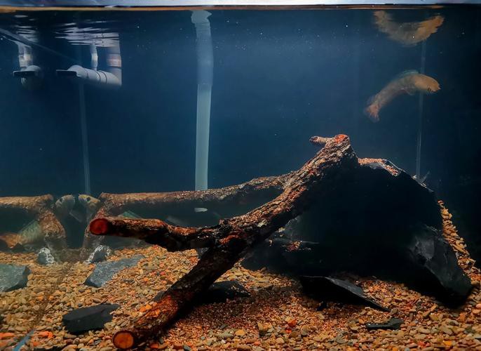 養(yǎng)龍魚可以造景嗎圖片