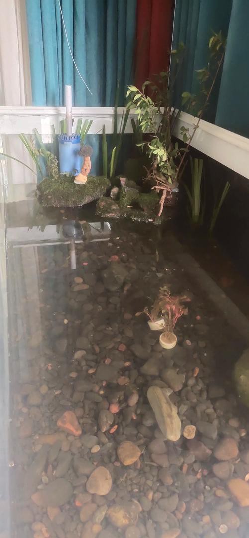 養(yǎng)龍魚可以造景嗎圖片