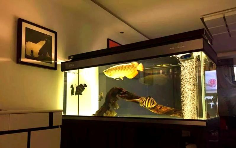 養(yǎng)龍魚可以造景嗎圖片