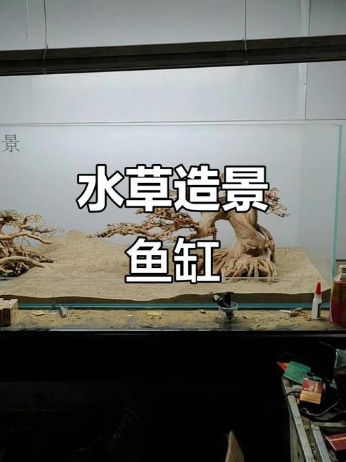 養(yǎng)龍魚可以造景嗎圖片