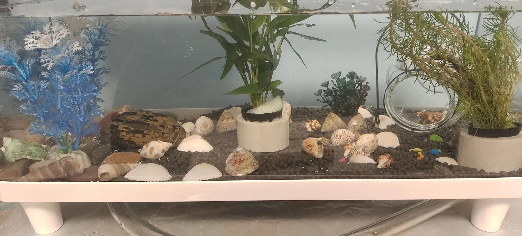 養(yǎng)龍魚可以造景嗎圖片
