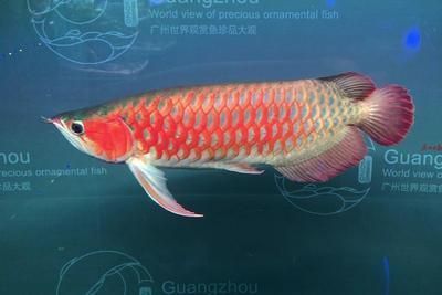 七彩龍魚是什么品種（七彩龍魚可以與龍魚混養嗎） 七彩龍魚是什么品種（七彩龍魚可以與龍魚混養嗎） 龍魚百科 第5張