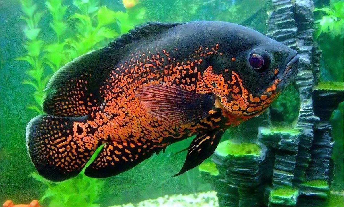 金龍魚咬鸚鵡魚