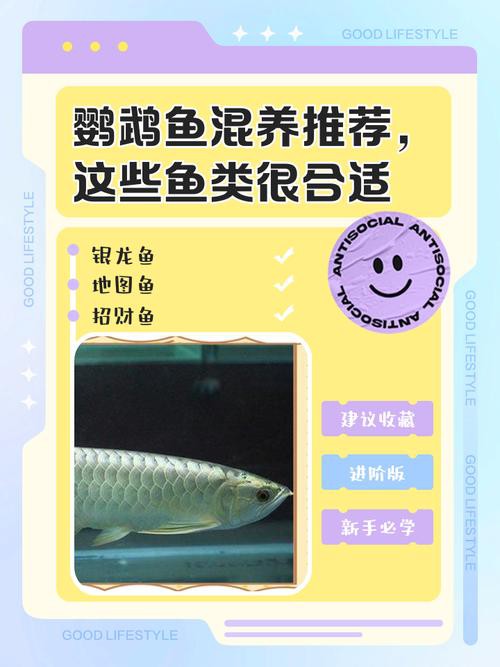 金龍魚咬鸚鵡魚