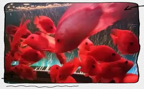 金龍魚咬鸚鵡魚