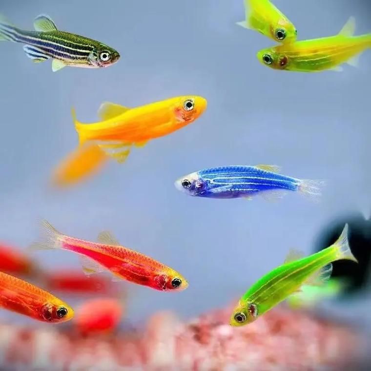 小魚圖片