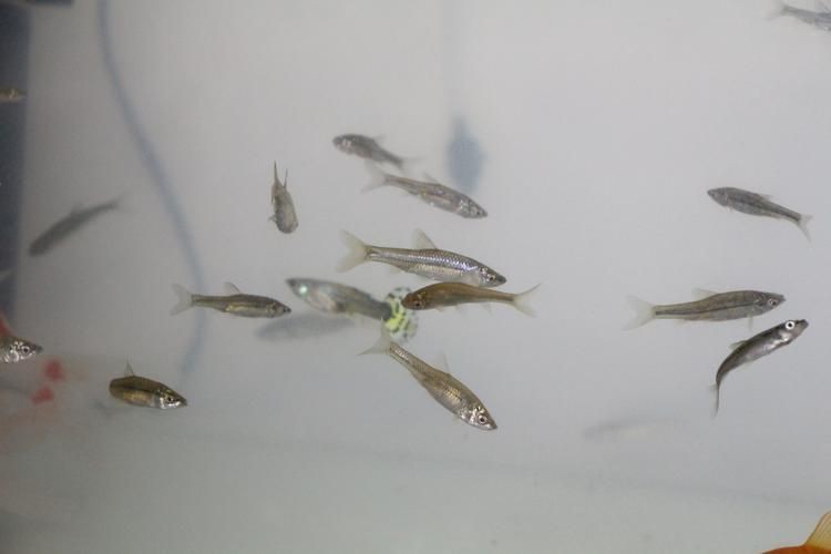 小魚圖片