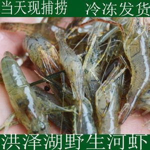 龍魚吃白蝦還是青蝦：龍魚吃白蝦還是青蝦？