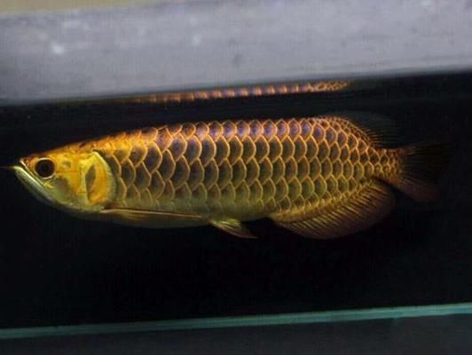 金龍魚溫度是多少合適（金龍魚冬季保溫方法金龍魚換水溫差控制技巧） 金龍魚溫度是多少合適（金龍魚冬季保溫方法金龍魚換水溫差控制技巧） 龍魚百科 第3張