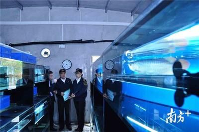 金龍魚檢疫（金龍魚檢疫后如何養護）