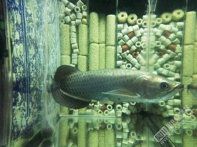 賣龍魚的網站叫什么名字呢：賣龍魚的網站名稱