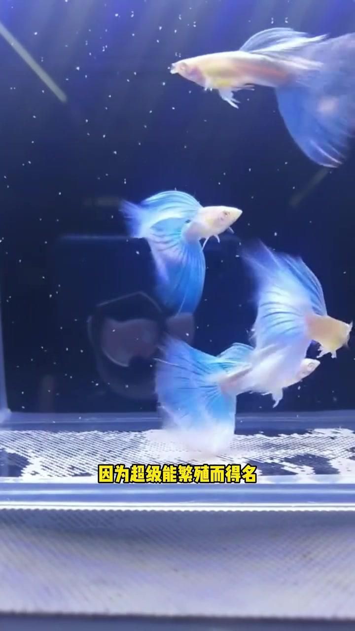 冷水魚混養最佳10種魚