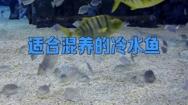 冷水魚混養最佳10種魚