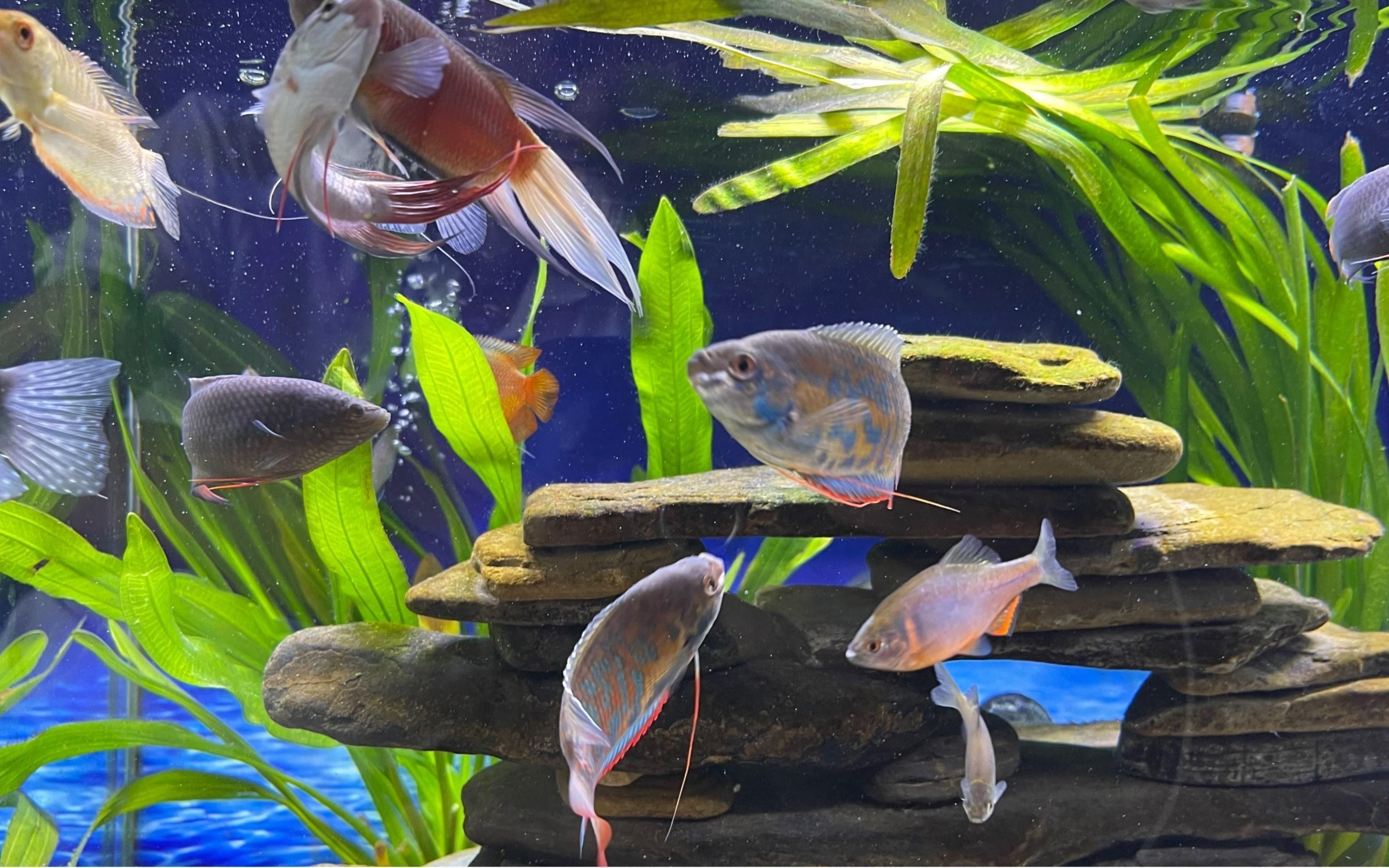 冷水魚混養最佳10種魚