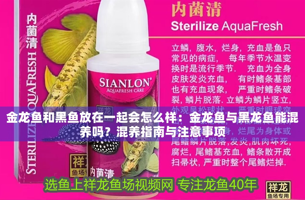 金龍魚和黑魚放在一起會怎么樣：金龍魚與黑龍魚能混養嗎？混養指南與注意事項