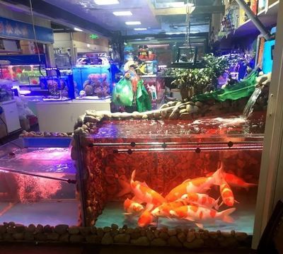 杭州龍魚批發市場在哪里啊（杭州龍魚批發市場）
