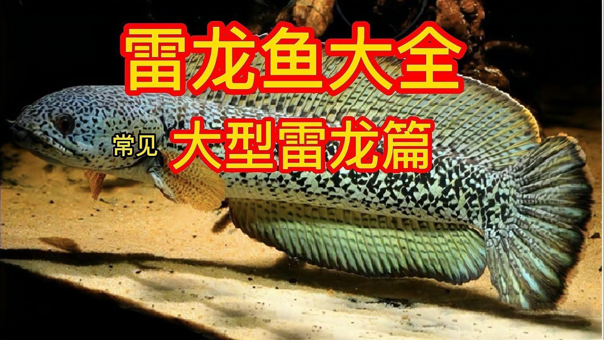 炫彩雷龍魚