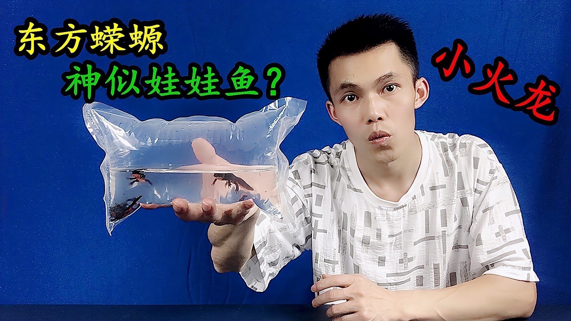 中國小火龍魚