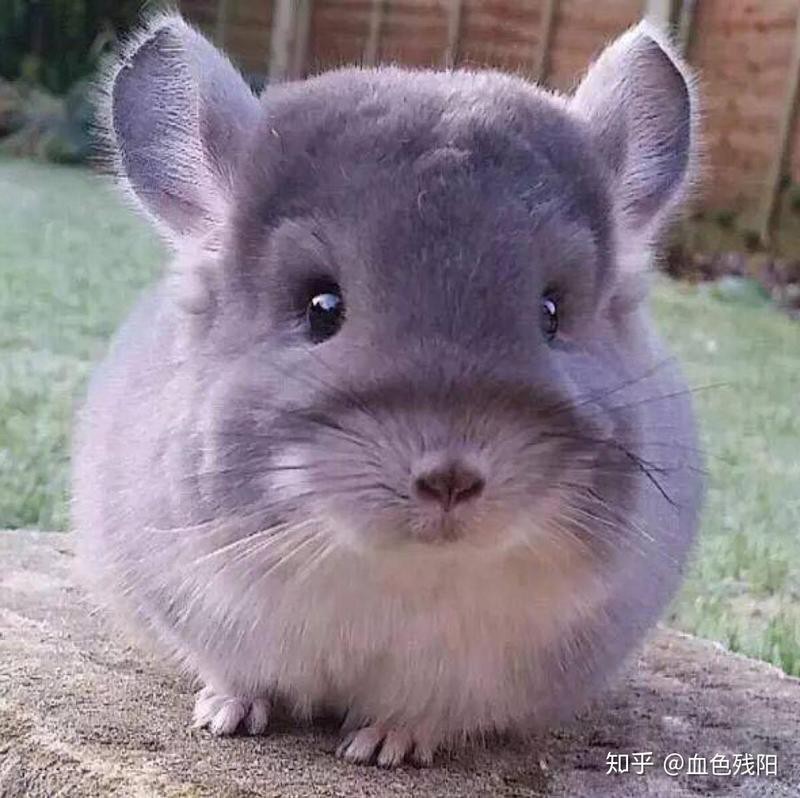 混養(yǎng)龍貓和荷蘭豬有哪些注意事項？