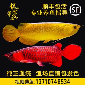 小龍魚的生長潛力較大，但需要適宜的養殖條件和耐心等待：小龍魚的體長潛力有多大？
