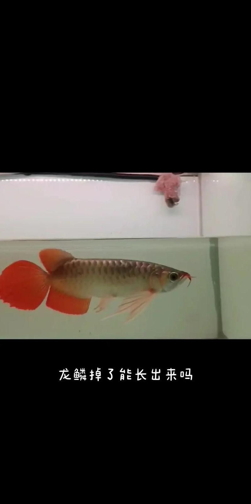 龍魚鱗片拔除后如何護理 龍魚百科 第1張 龍魚鱗片拔除后如何護理 龍魚鱗片拔除后如何護理 龍魚百科 第1張