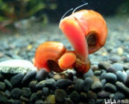 龍魚缸除藻什么螺合適呢，龍魚缸除藻適合什么螺類 龍魚缸除藻什么螺合適呢，龍魚缸除藻適合什么螺類 龍魚百科 第1張