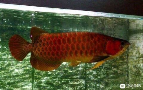 龍魚入缸最忌三種東西（在養龍魚時，需要注意避免這三種東西，以確保龍魚能夠健康快樂地成長）