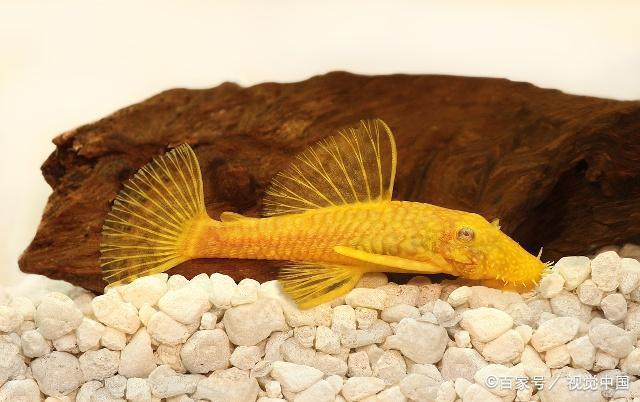 魚缸邊框怎么拆下來視頻 魚缸邊框怎么拆下來視頻教學(xué) 魚缸邊框怎么拆下來視頻 魚缸邊框怎么拆下來視頻教學(xué) 天王紅龍 第2張