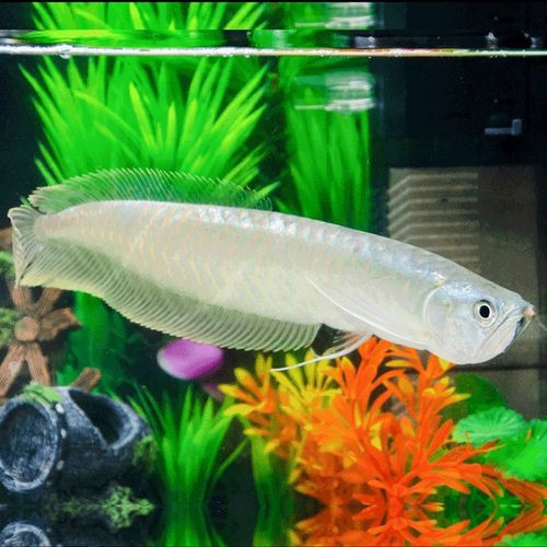 七彩銀龍魚圖片大全欣賞