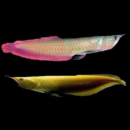 七彩銀龍魚圖片大全欣賞