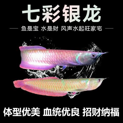 七彩銀龍魚圖片大全欣賞