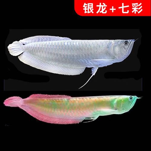 七彩銀龍魚圖片大全欣賞