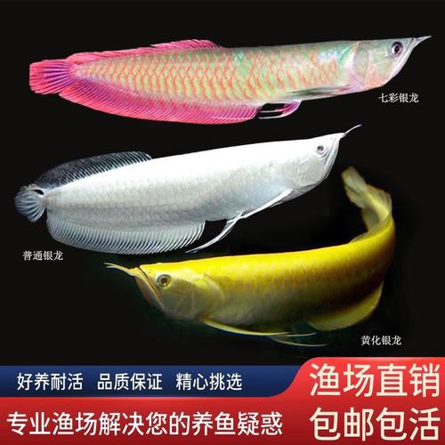 七彩銀龍魚圖片大全欣賞
