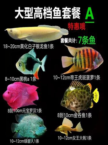 七彩銀龍魚圖片大全欣賞