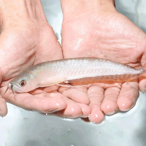 七彩銀龍魚圖片大全欣賞