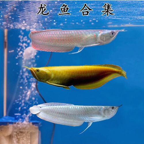 七彩銀龍魚圖片大全欣賞