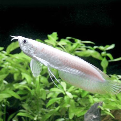 七彩銀龍魚圖片大全欣賞