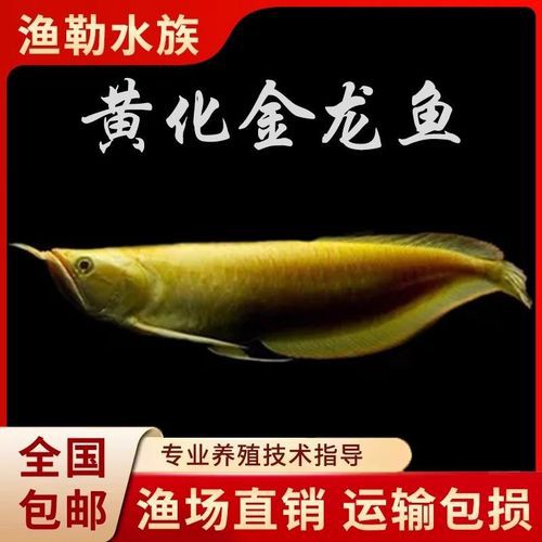 七彩銀龍魚圖片大全欣賞