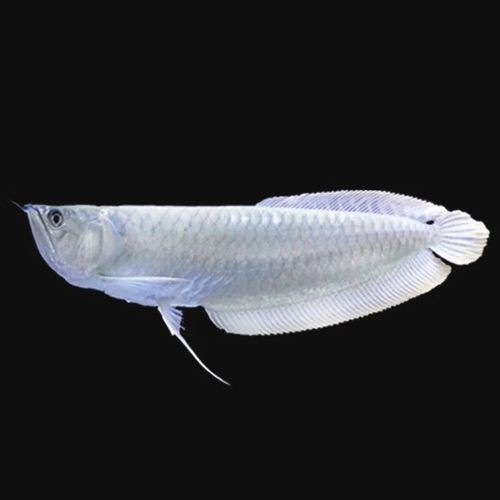 七彩銀龍魚圖片大全欣賞