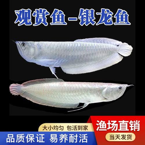 七彩銀龍魚圖片大全欣賞