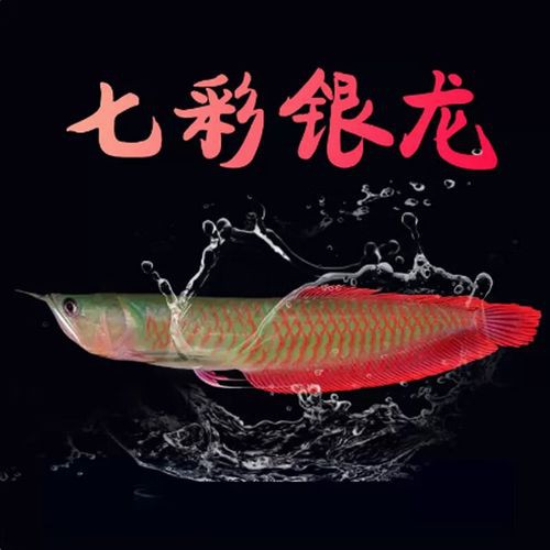 七彩銀龍魚圖片大全欣賞