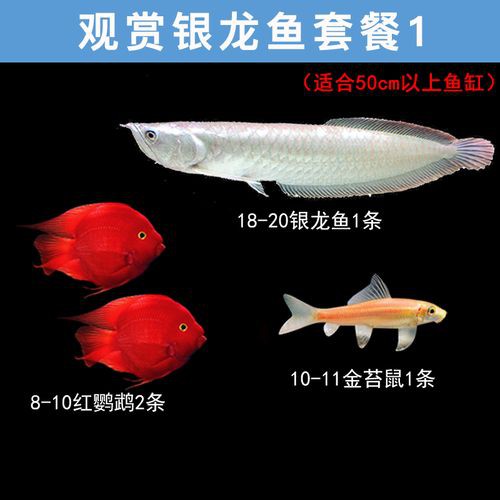 七彩銀龍魚圖片大全欣賞