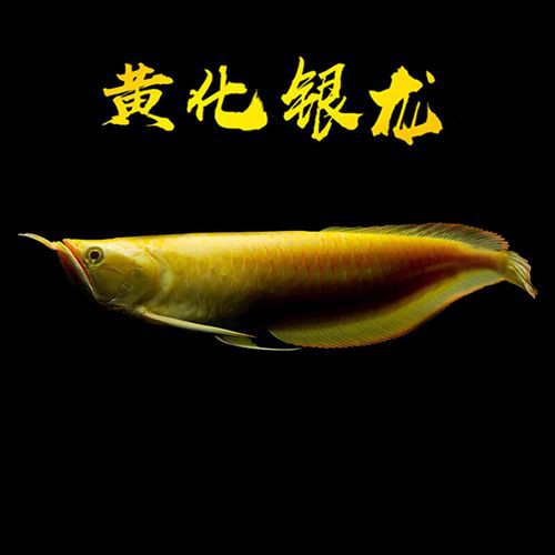 七彩銀龍魚圖片大全欣賞
