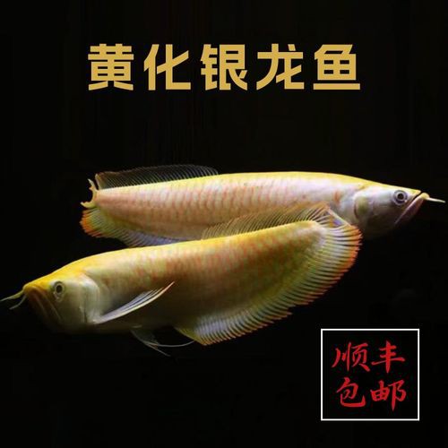 七彩銀龍魚圖片大全欣賞